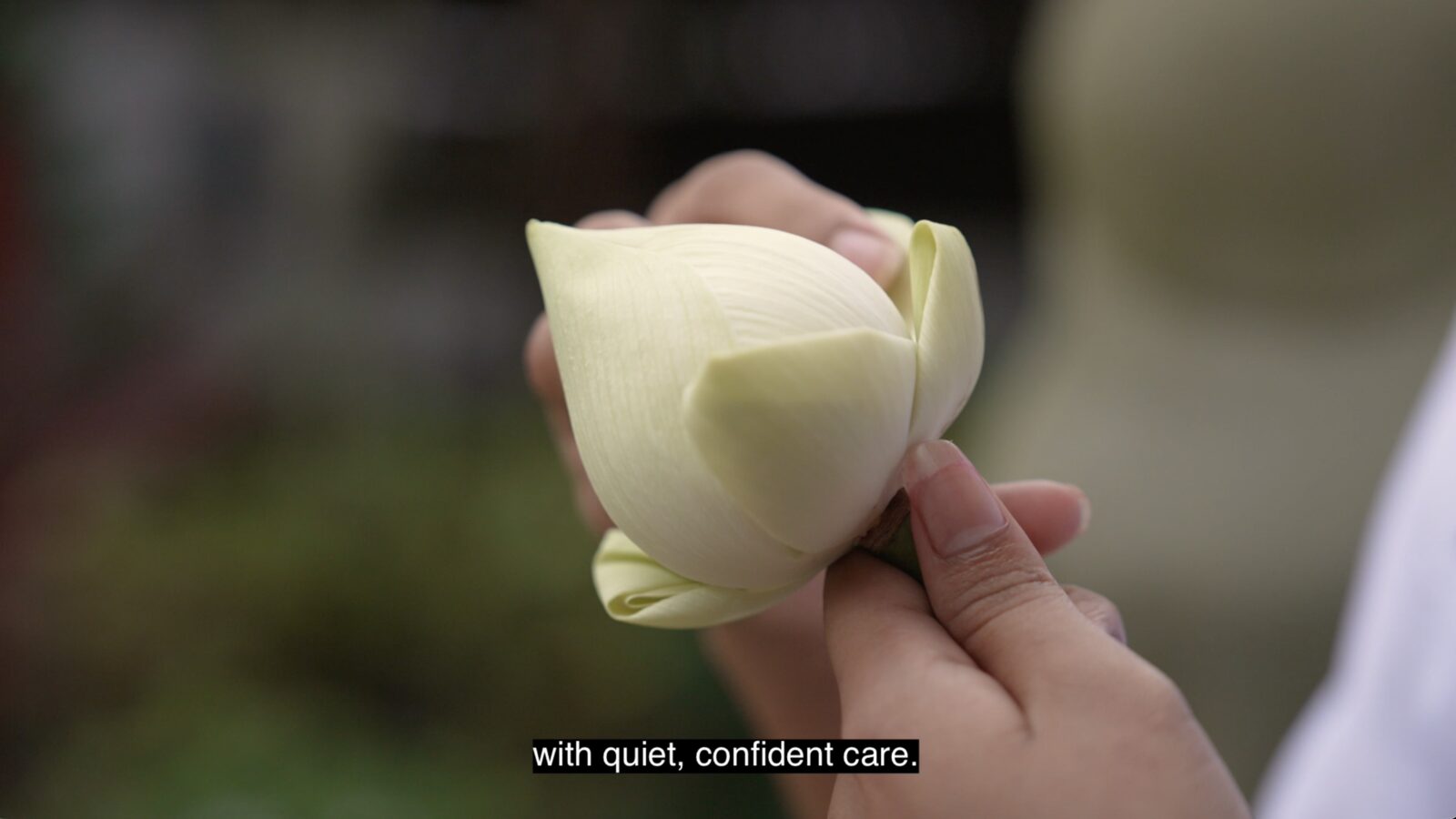 A lotus, held with quiet care
